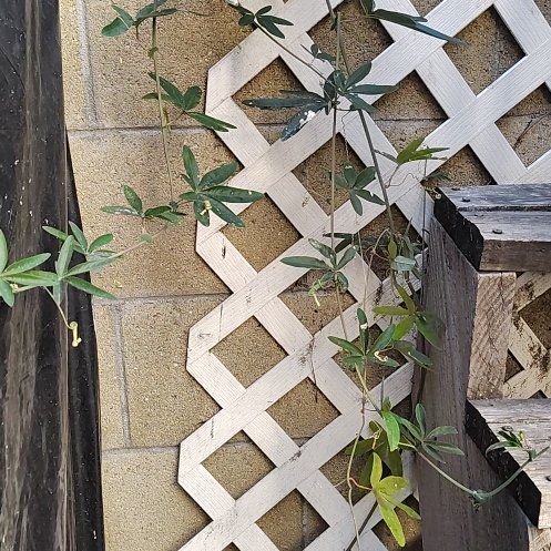 Photo of the plant species Bluecrown Passionflower by @GaietyCapemay14 named Planty on Greg, the plant care app