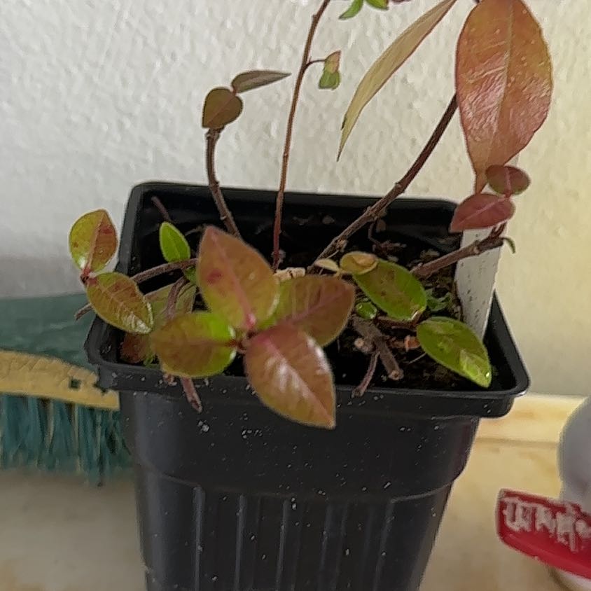 Photo of the plant species Asiatic Jasmine by @ProperDodder25 named Beckham on Greg, the plant care app