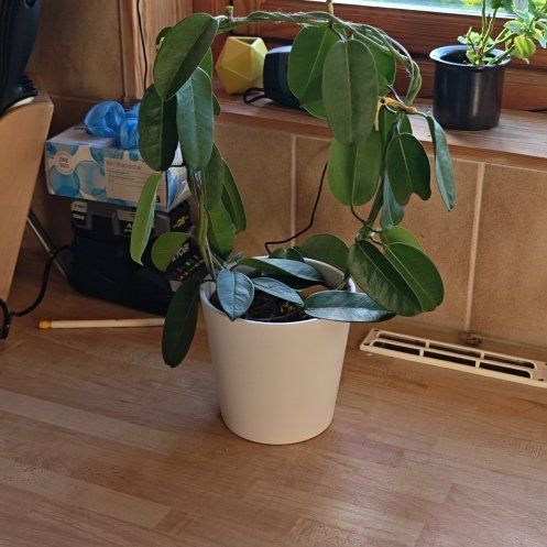 Photo of the plant species Stephanotis by @BigBrushbox2 named Gregarious on Greg, the plant care app