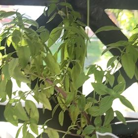 Photo of the plant species Thai Basil by @ShiningOrpine77 named Fernie Mac on Greg, the plant care app