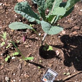 Photo of the plant species Kale Lacinato by @KeenRedflax33 named Gates on Greg, the plant care app
