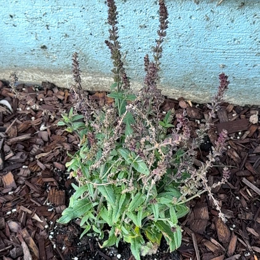 Photo of the plant species Salvia by @ProTipa80 named Bodhi on Greg, the plant care app