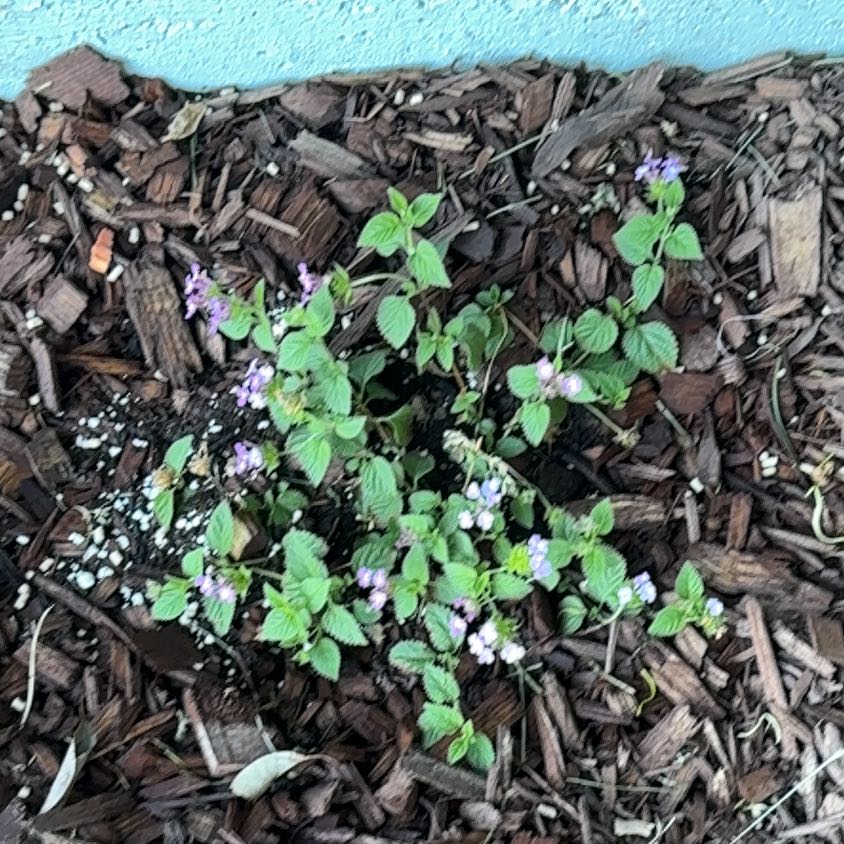 Photo of the plant species Weeping Lantana by @ProTipa80 named Luna on Greg, the plant care app