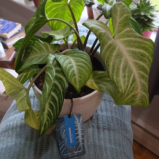 Photo of the plant species Xanthosoma by @BenignantWorm68 named Duke on Greg, the plant care app