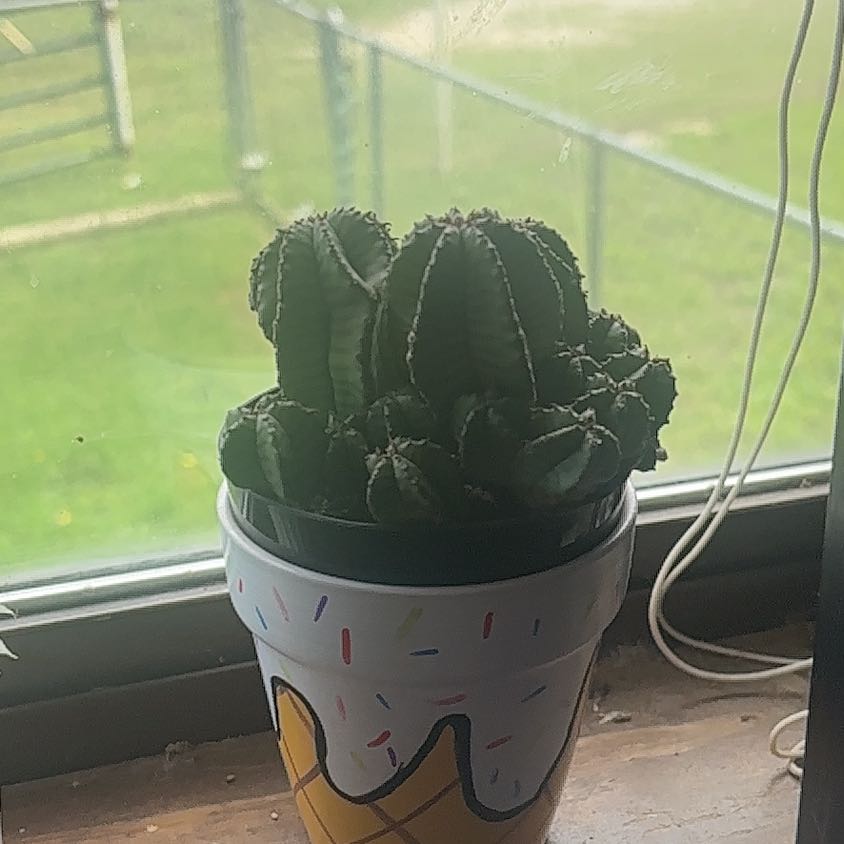 Photo of the plant species Euphorbia anoplia by @GutsyTokyosun48 named Dickey on Greg, the plant care app