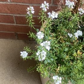 Photo of the plant species Evergreen Candytuft by @FunMint62 named Orwell on Greg, the plant care app