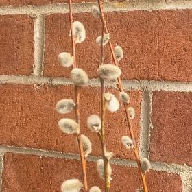 Photo of the plant species Pussy Willow by @FunMint62 named Captain Plant-it on Greg, the plant care app