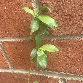 Photo of the plant species Goat Willow by @FunMint62 named Madonna on Greg, the plant care app