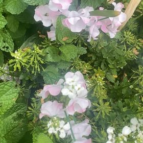 Photo of the plant species Peppermint Twist by @FunMint62 named Delilah on Greg, the plant care app