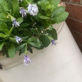 Photo of the plant species Virginia Bluebell by @FunMint62 named Kesha on Greg, the plant care app