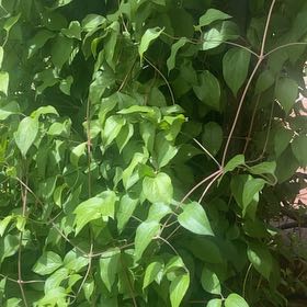 Photo of the plant species Cornelian Cherry by @FunMint62 named Bella on Greg, the plant care app
