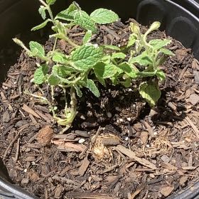 Photo of the plant species Pineapple Mint by @WiredAcajou83 named Eva on Greg, the plant care app