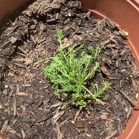 Photo of the plant species Blue Chamomile by @WiredAcajou83 named Daisy on Greg, the plant care app