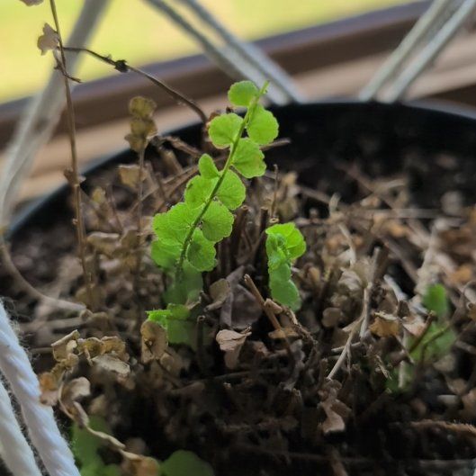 Photo of the plant species Button fern by @VipCanna10 named Leonardo on Greg, the plant care app
