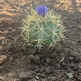 Photo of the plant species Ferocactus histrix by @BetterKale90 named Marilyn on Greg, the plant care app