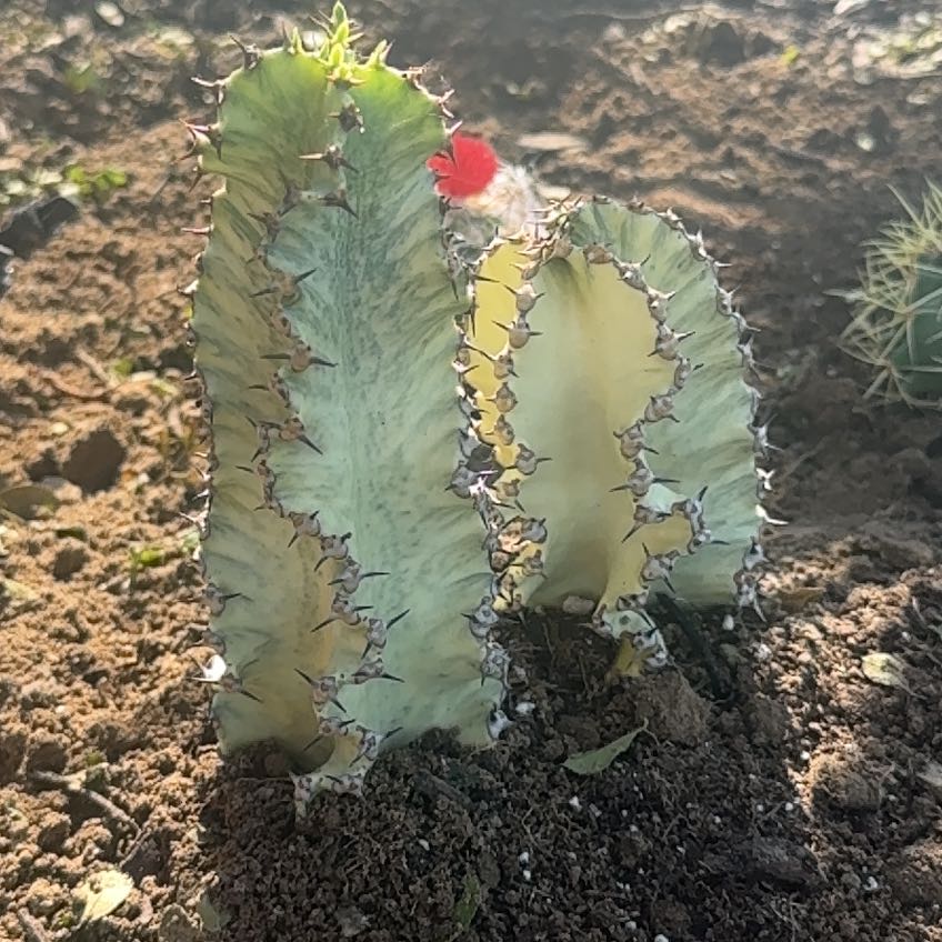 Photo of the plant species African Golden Candelabra by @BetterKale90 named Harry on Greg, the plant care app