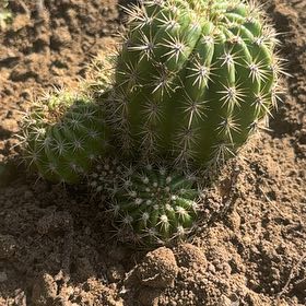 Photo of the plant species Torch Cactus by @BetterKale90 named Michelle Branch on Greg, the plant care app