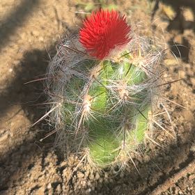 Photo of the plant species White Column Foxtail Cactus by @BetterKale90 named Diana on Greg, the plant care app