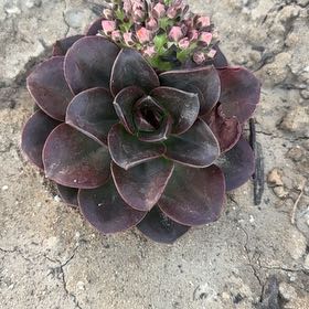 Photo of the plant species San Gabriel River Dudleya by @BetterKale90 named McKinley on Greg, the plant care app
