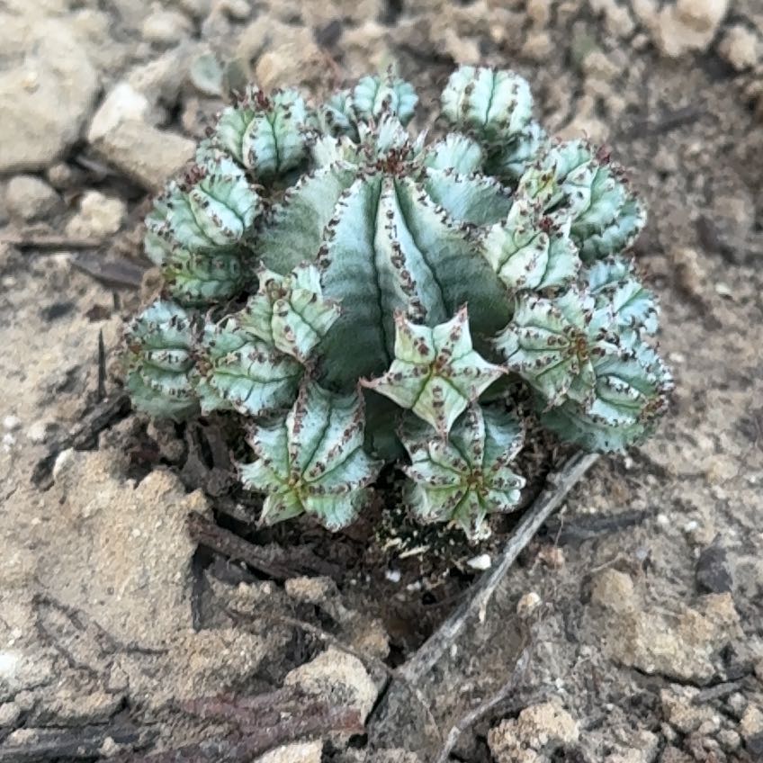 Photo of the plant species Varigated melon spurge by @BetterKale90 named Nithin on Greg, the plant care app