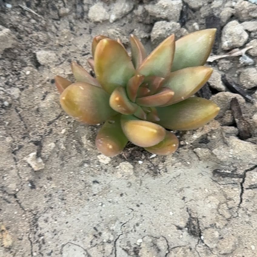 Photo of the plant species Golden Sedum by @BetterKale90 named Terra on Greg, the plant care app