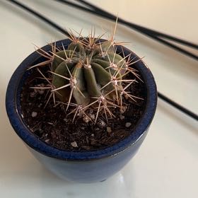 Photo of the plant species Ferocactus histrix by @WillAloeguido51 named Maya on Greg, the plant care app