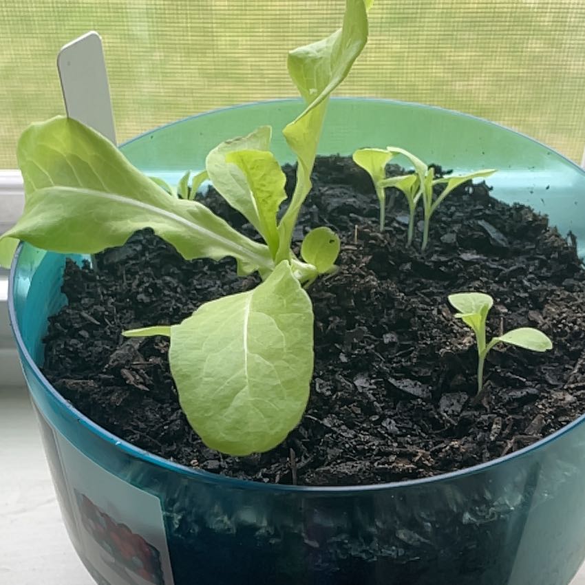 Photo of the plant species Lettuce 'Black Seeded Simpson' by @WinTexasplume9 named Khaleesi on Greg, the plant care app