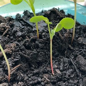 Photo of the plant species French Breakfast Radish by @WinTexasplume9 named Coco on Greg, the plant care app