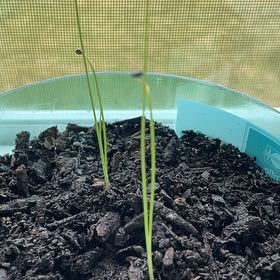 Photo of the plant species Tokyo Long White Bunching Onion by @WinTexasplume9 named Kardashian on Greg, the plant care app