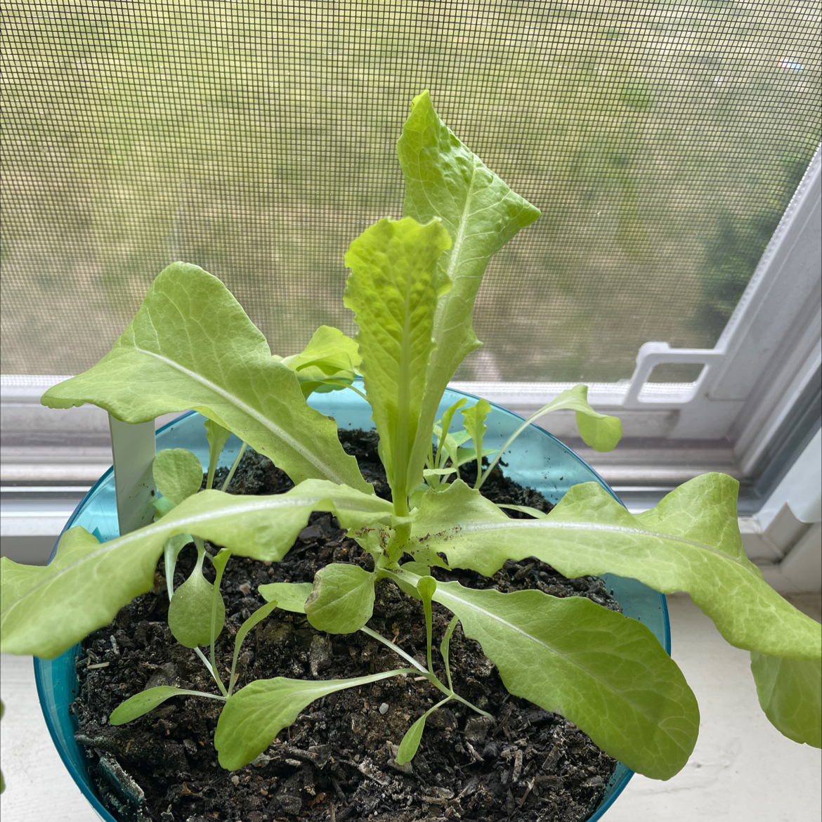 Photo of the plant species Lettuce 'Black Seeded Simpson' by @WinTexasplume9 named Khaleesi on Greg, the plant care app