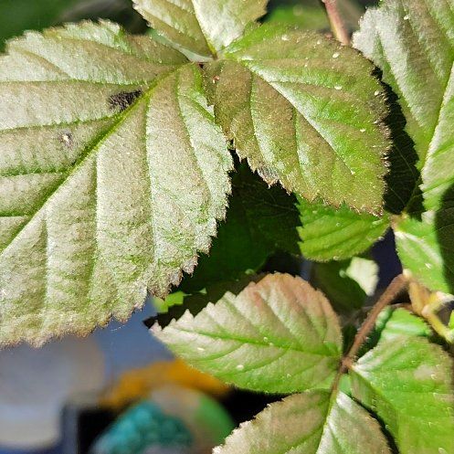 Photo of the plant species Blackberry by @PetitePilea36 named Fernie Mac on Greg, the plant care app