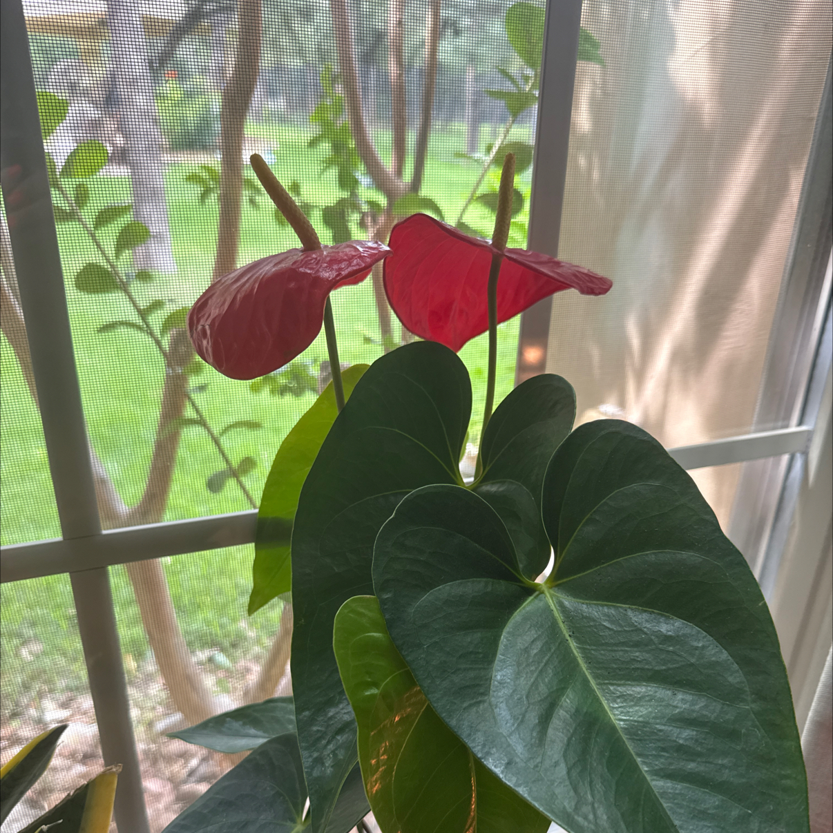 Photo of the plant species Anthurium cirano by @ManlyCapeweed37 named Xena on Greg, the plant care app