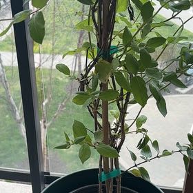 Photo of the plant species Lonicera Japonica by @ZestCineraria53 named Figyonce on Greg, the plant care app