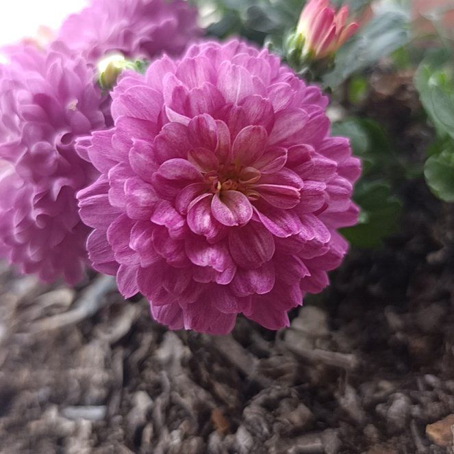 Photo of the plant species Chrysanthemum 'Amata' by @ZestyGasteria15 named Austen on Greg, the plant care app