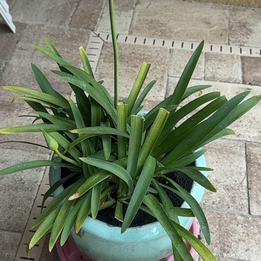 Photo of the plant species Agapanthus Praecox by @ElatedBluegiant named Marilyn on Greg, the plant care app
