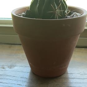 Photo of the plant species Ferocactus histrix by @DelicatePansy73 named Kylie on Greg, the plant care app