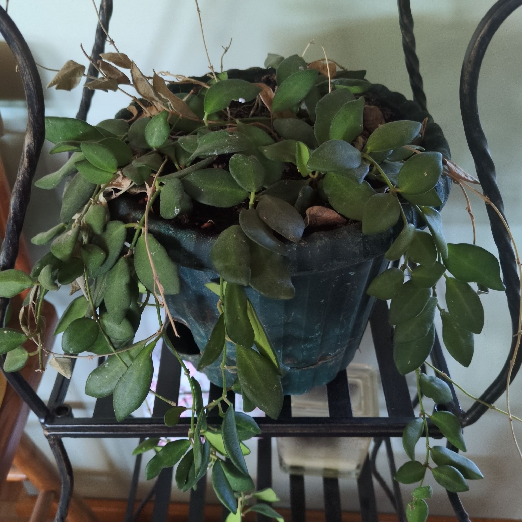 Photo of the plant species Hoya bilobata by @ChicLychee30 named Darwin on Greg, the plant care app