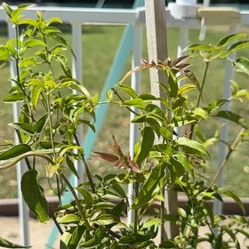 Photo of the plant species Pink Jasmine by @FreeDill76 named Star jasmine on Greg, the plant care app