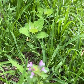 Photo of the plant species Henbit Dead-Nettle by @AthleticSucc33 named Peter Parker on Greg, the plant care app