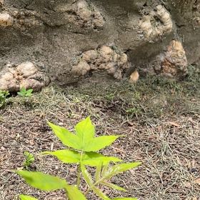 Photo of the plant species Tree Of Hell by @AthleticSucc33 named Anne on Greg, the plant care app