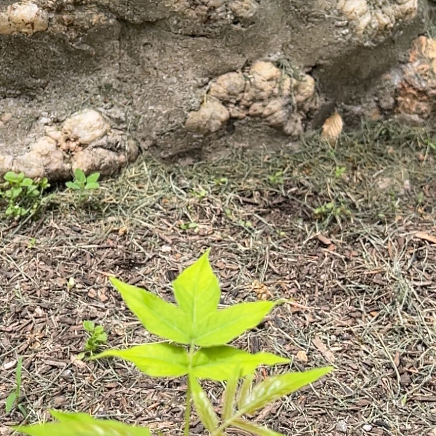 Photo of the plant species Tree Of Hell by @AthleticSucc33 named Bruce Lee on Greg, the plant care app
