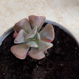 Photo of the plant species Echeveria 'Cubic Frost™' by @FraternalPepino named Xena on Greg, the plant care app