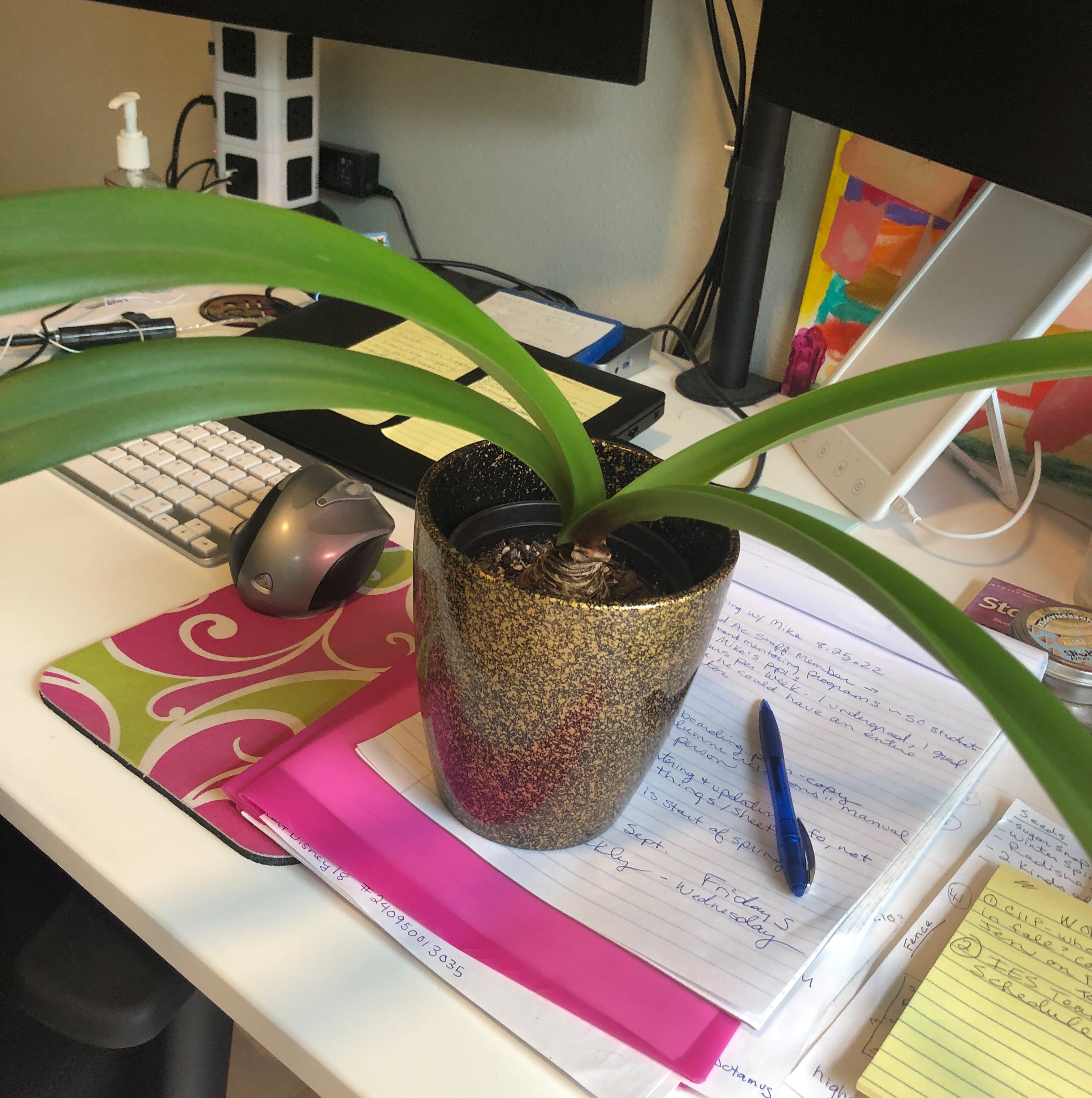 Potted plant with long green leaves on a desk with office supplies.