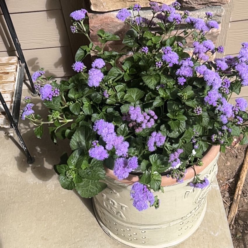 Photo of the plant species Flossflower by @PiousKowhai95 named Willow on Greg, the plant care app