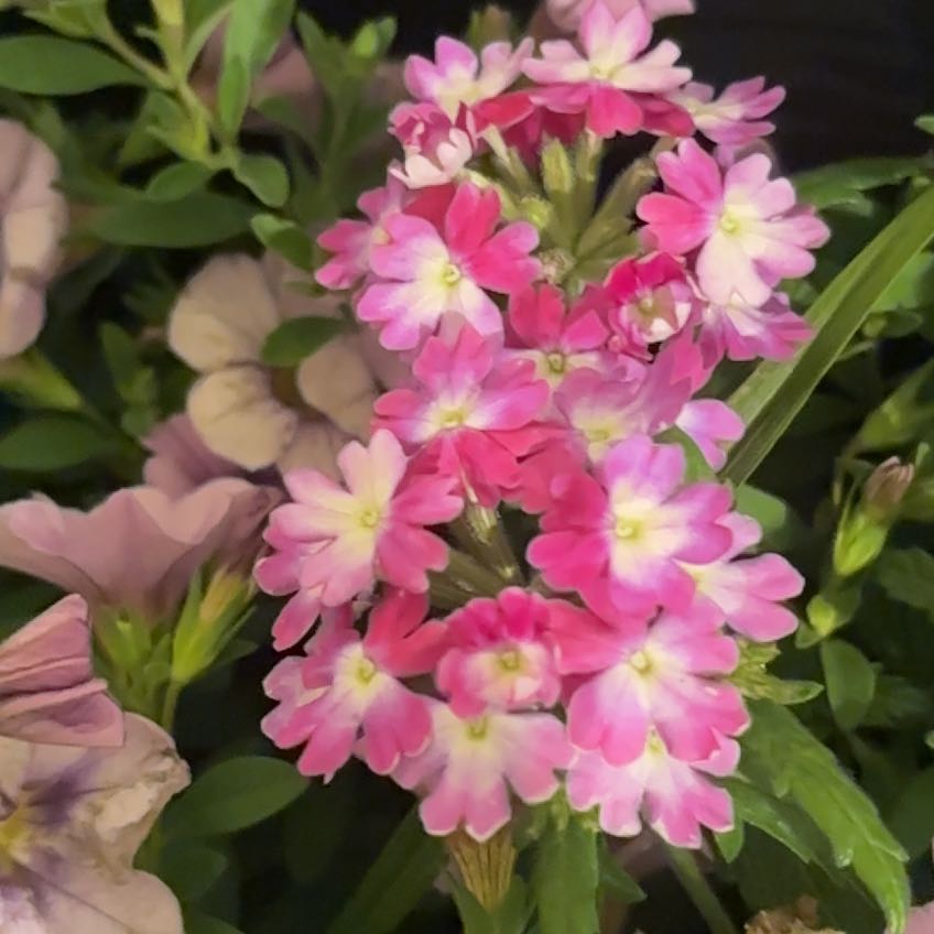 Photo of the plant species Weeping Lantana by @RulerCorn37 named Tree Diddy on Greg, the plant care app