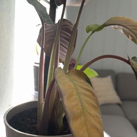 Photo of the plant species Apoballis Red Sword by @ProperlyBeans21 named Scarlett on Greg, the plant care app