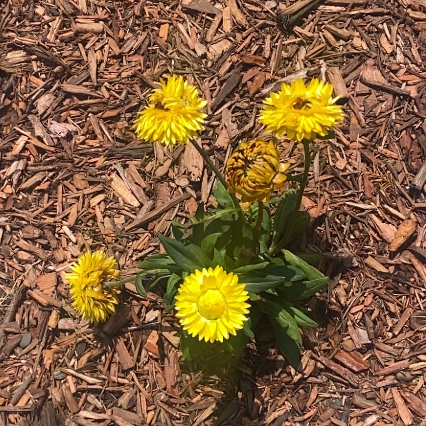 Photo of the plant species Strawflower by @ProlificLlavea named Messi on Greg, the plant care app
