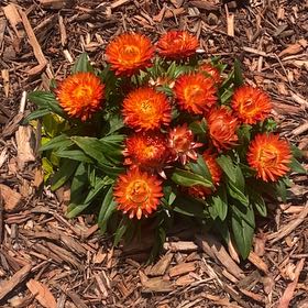 Photo of the plant species Coppery Mesemb by @ProlificLlavea named Bruce Lee on Greg, the plant care app