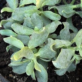 Photo of the plant species Jersey Cudweed by @NewKaro36 named Tree Diddy on Greg, the plant care app