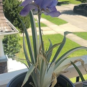Photo of the plant species Dalmatian Iris by @SinewyTanekaha named Gaga on Greg, the plant care app
